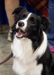 Border Collie Dog Smiling 