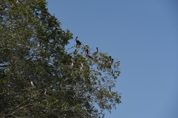 pelicans in a tree in costa rica