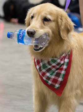 Golden Retriever Dog with a Water Bottle Toy Stock Photo Adobe Stock