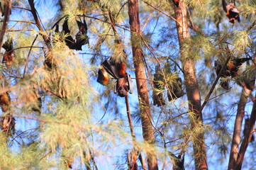 Fruit bats hanging on tree in forest - Image