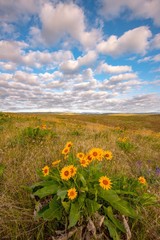 Fototapeta premium Wildflowers in spring on a sunny spring morning