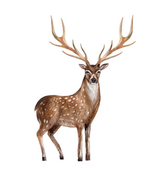 Hand painted watercolor deer isolated on white background