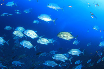 Naklejka na ściany i meble Coral reef and fish in Indian Ocean 