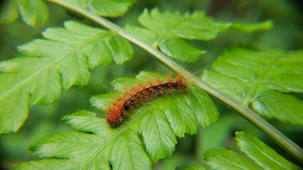 caterpillar on a leaf