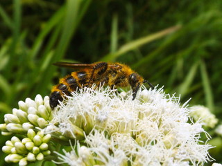 bee on flower
