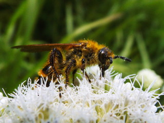 bee on a flower