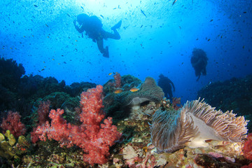 Scuba divers on coral reef 