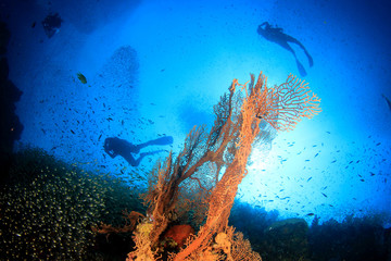 Fototapeta na wymiar Scuba divers on coral reef 