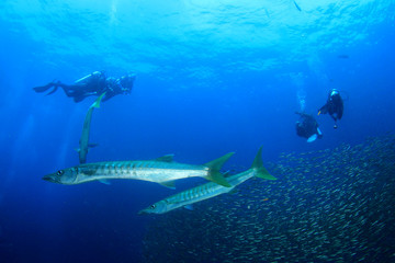 Scuba divers and barracuda 