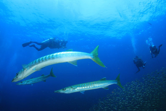 Scuba divers and barracuda 