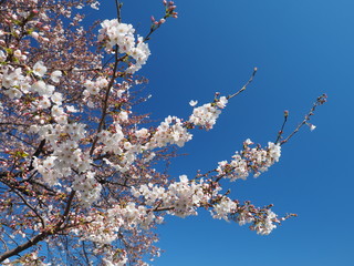 桜の花と青空