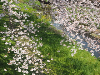 川辺の桜