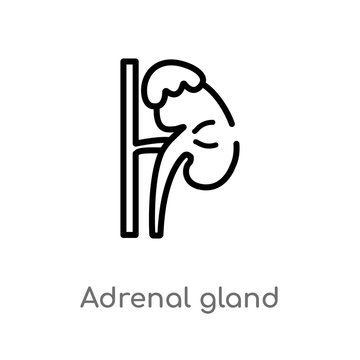 outline adrenal gland vector icon. isolated black simple line element illustration from medical concept. editable vector stroke adrenal gland icon on white background