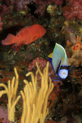 Fototapeta na wymiar Coral reef and fish in Indian Ocean 