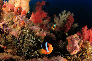 Plakat Coral reef and fish in Indian Ocean 