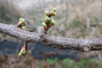 Tree, branch, bud, spring, closeup, nature, plant