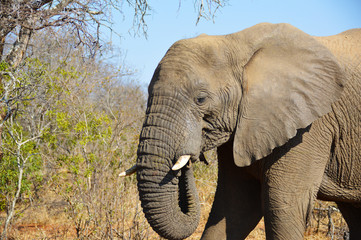 Fototapeta na wymiar Elephant caught eating on African safari