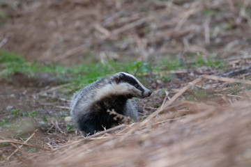 European Badger, Meles meles, close up portrait taken on an cold April evening in pine woodland in Scotland. 