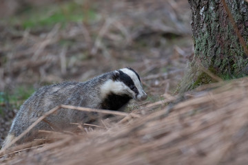 European Badger, Meles meles, close up portrait taken on an cold April evening in pine woodland in Scotland. 