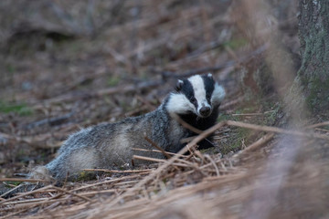 European Badger, Meles meles, close up portrait taken on an cold April evening in pine woodland in Scotland. 