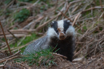 European Badger, Meles meles, close up portrait taken on an cold April evening in pine woodland in Scotland. 