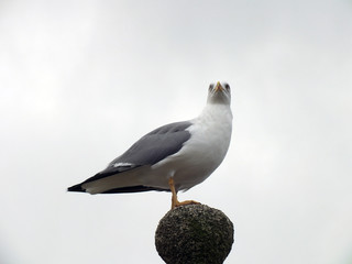 Gaviota