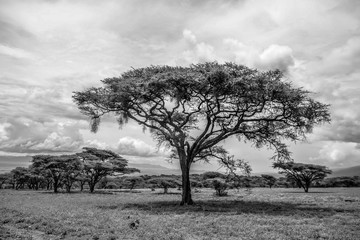 Landscape in Africa