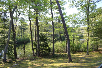 Turtle sun bathing, Nature, lake, pond, trees, forest