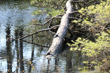 Turtle sun bathing, Nature, lake, pond, trees, forest