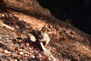 早春の幼いリス