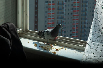 pigeon