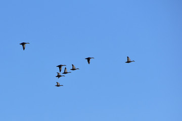 青空を飛ぶカルガモの群れ