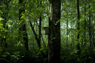 Obraz premium birdhouse in the forest