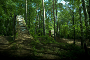 Obraz premium spring forest