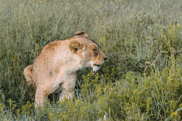Lion in Ngorongoro