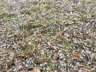 View of pea size hailstones on grass after a hailstorm