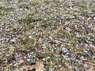 View of pea size hailstones on grass after a hailstorm