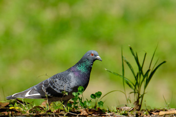 Fototapeta premium pigeon on the grass