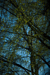 tree in the sky
