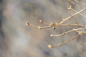 Branch of a bush with buds closeup on a sunny spring day