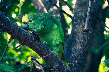 papagaio