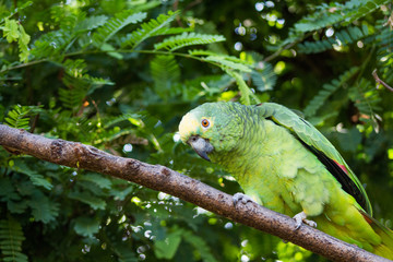 papagaio