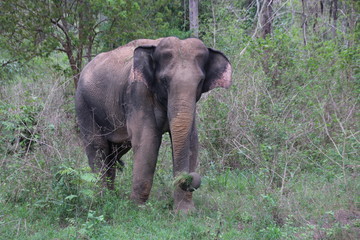 Close up Wild Elephant in the Elephant ,POWER of KUIBURI, Thailand