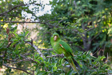 papagaio