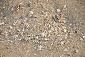 Sea Shells on the Fine Sand , Strolling on the Beach at Sun Rise , Summer Holidays