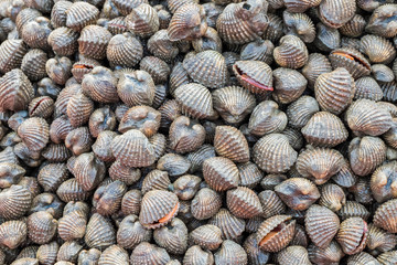 Fresh Cockle is placed in a row on refrigerated panel 