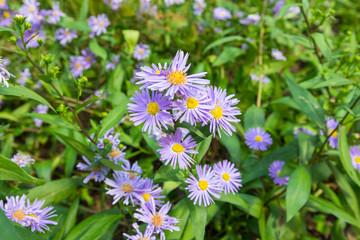 Obraz premium Aromatic aster flower in the summer garden