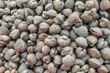 Fresh cockle or blood clam background. raw material for Thai food