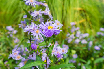 Aromatic aster flower in the summer garden