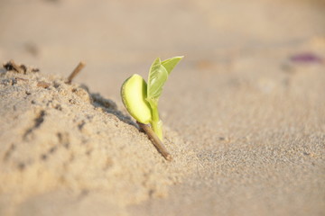 Close up Budding Leaves on Sand